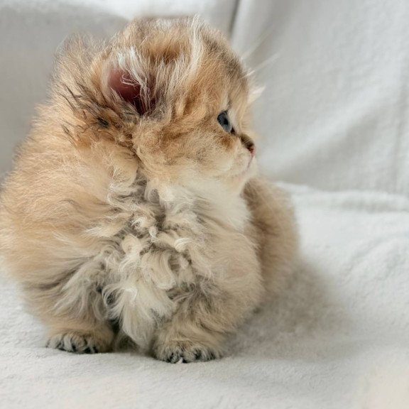 Munchkin Hasbik
