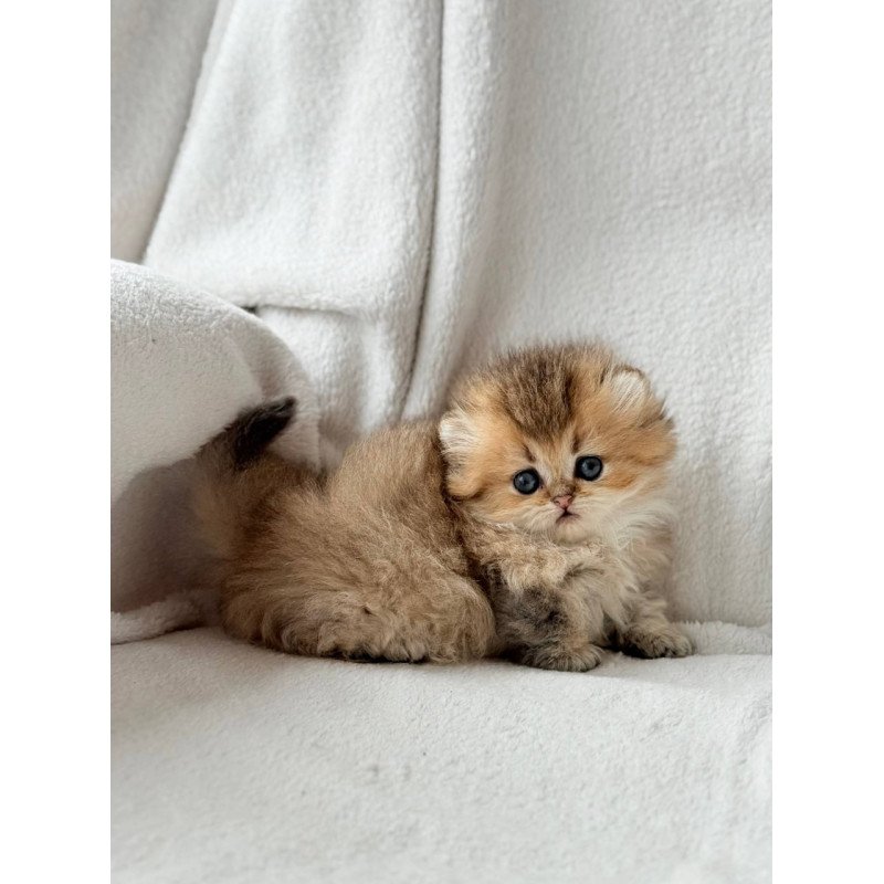 Munchkin Hasbik