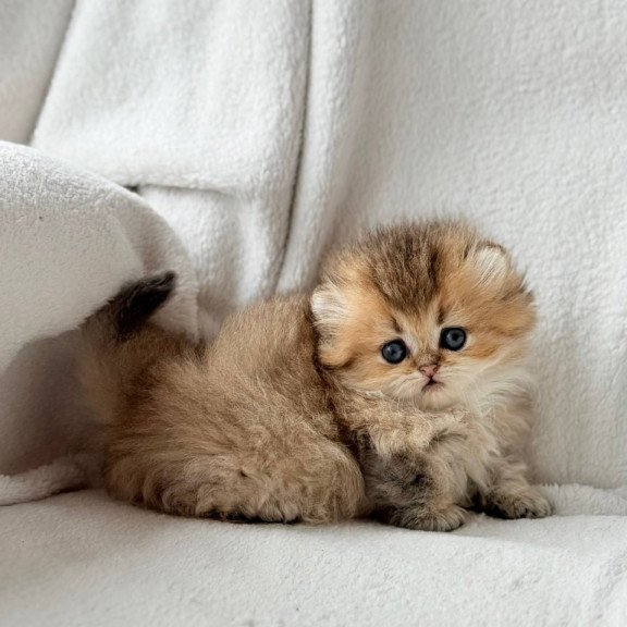 Munchkin Hasbik