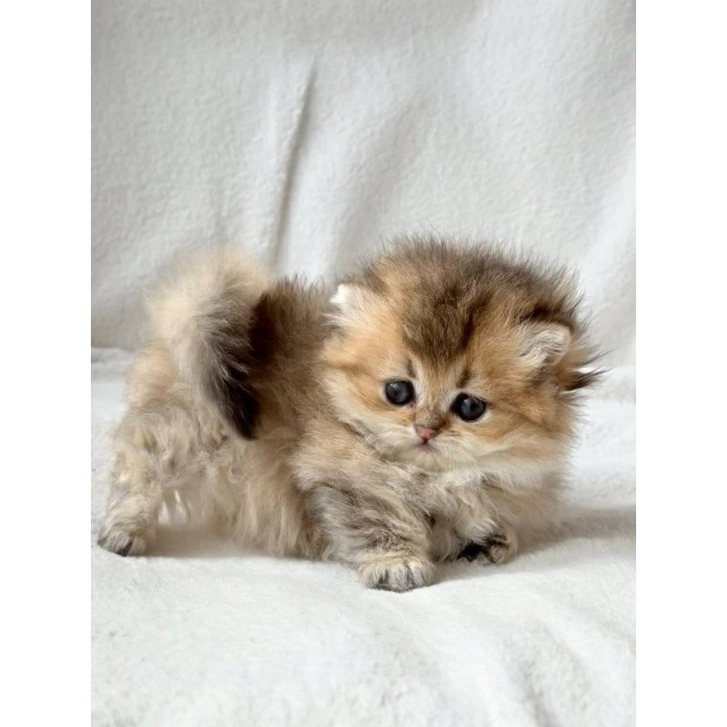 Munchkin Hasbik