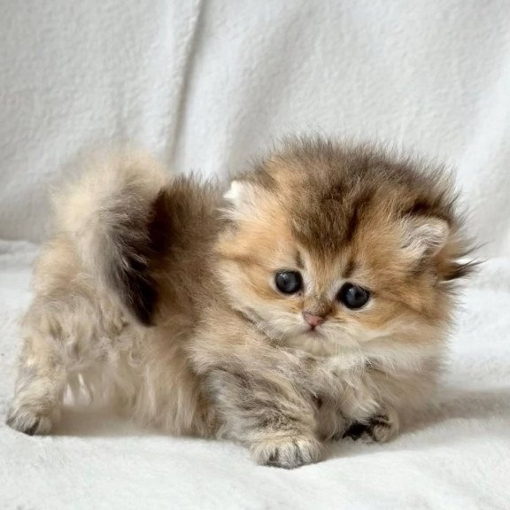 Munchkin Hasbik