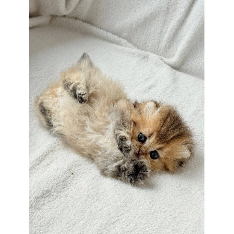 Munchkin Hasbik