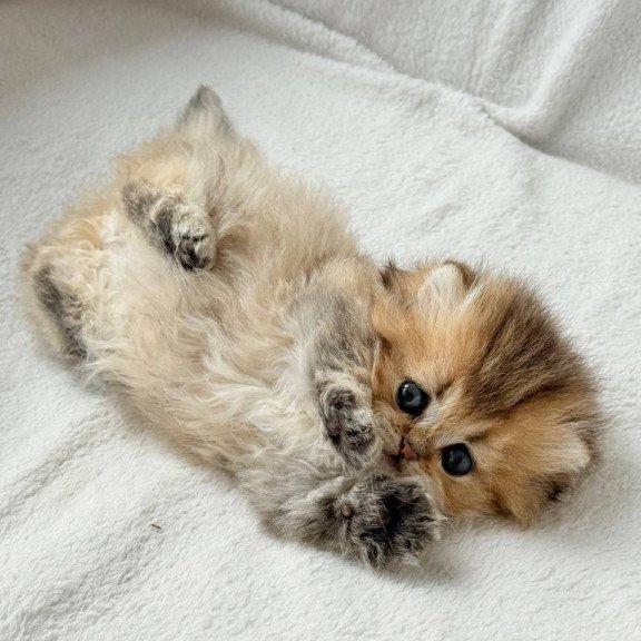 Munchkin Hasbik