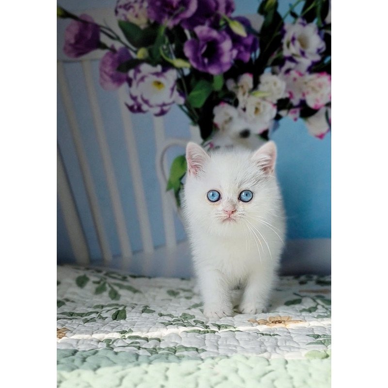 British Dasha