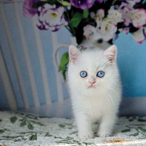 British Dasha