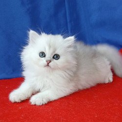 Persian Milena