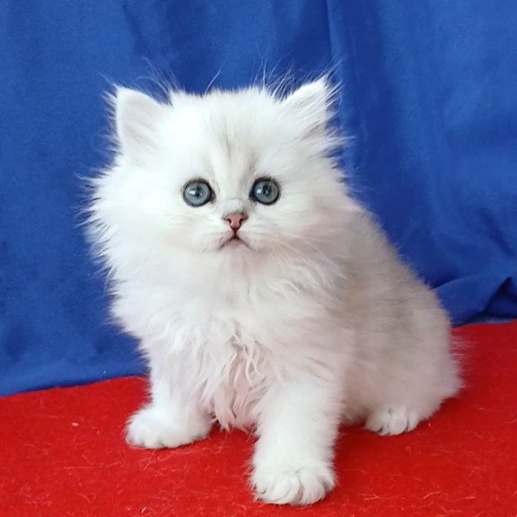 Persian Milena