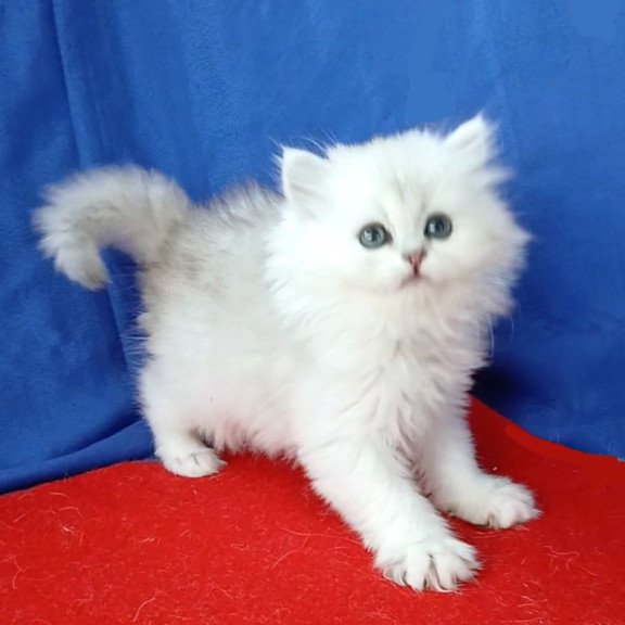 Persian Milena