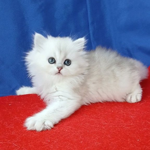 Persian Milena