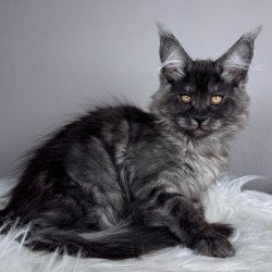 Maine Coon EZ Xunya