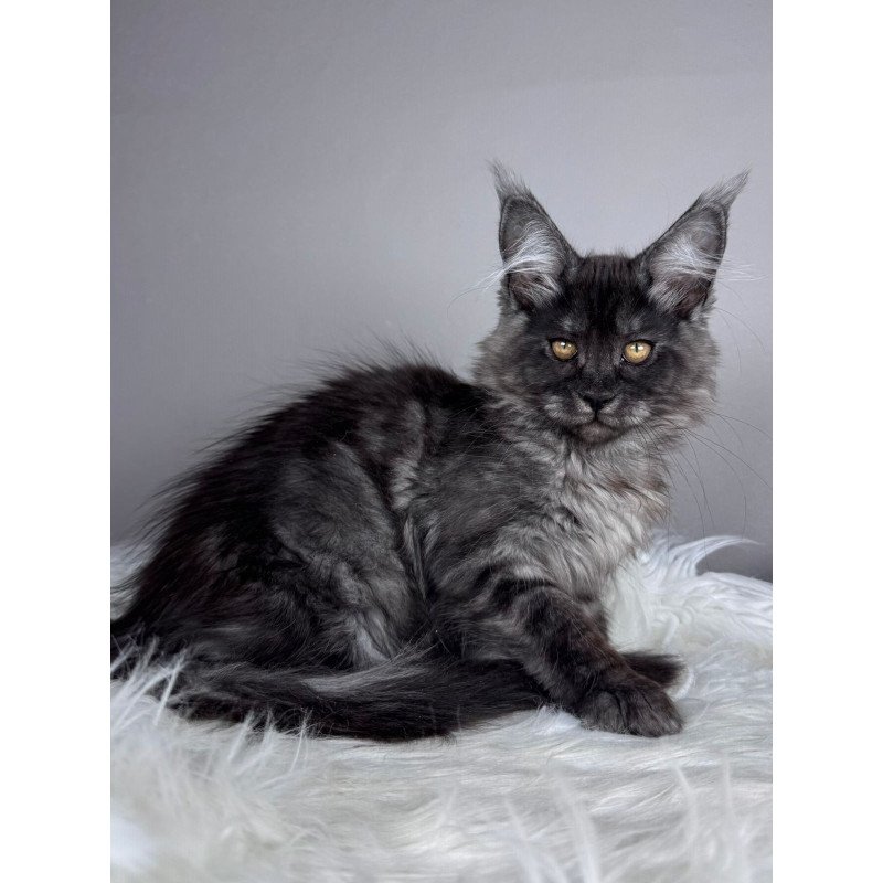 Maine Coon EZ Xunya
