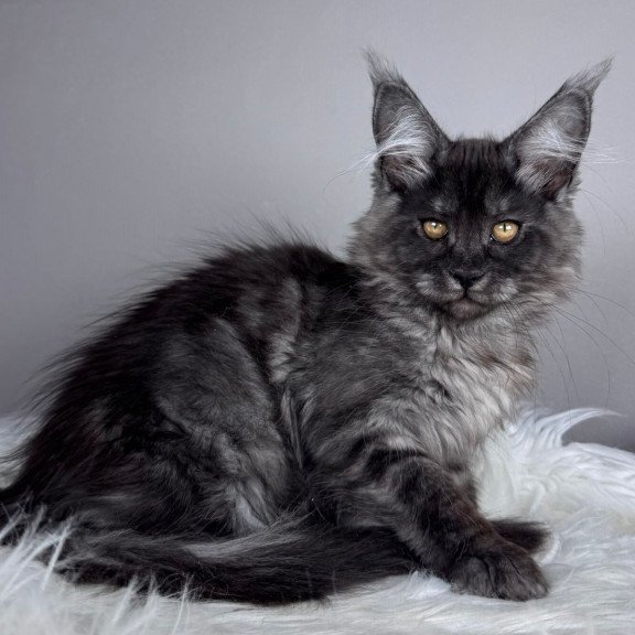 Maine Coon EZ Xunya