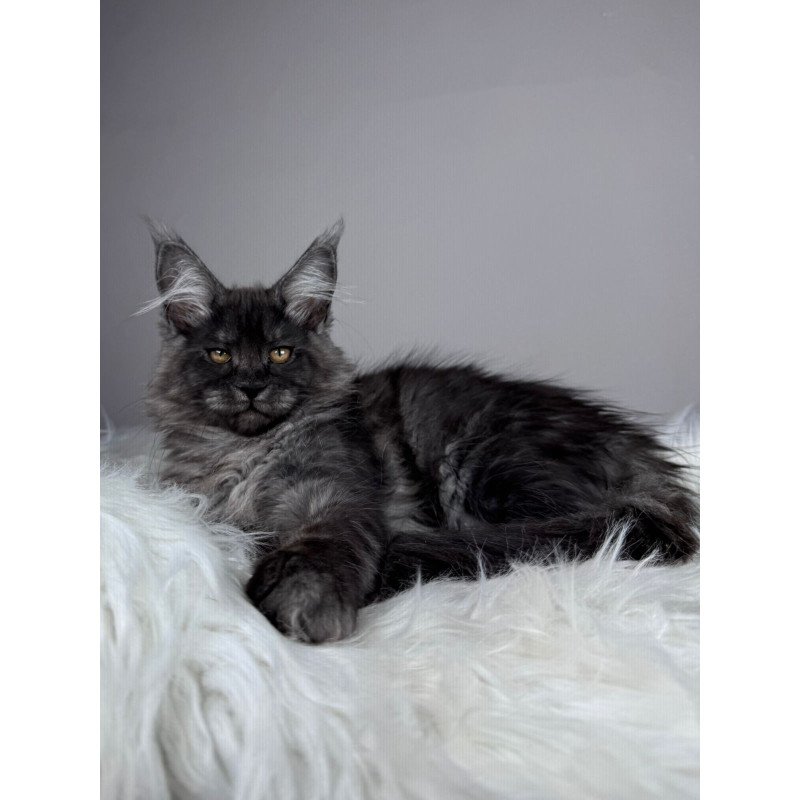 Maine Coon EZ Xunya