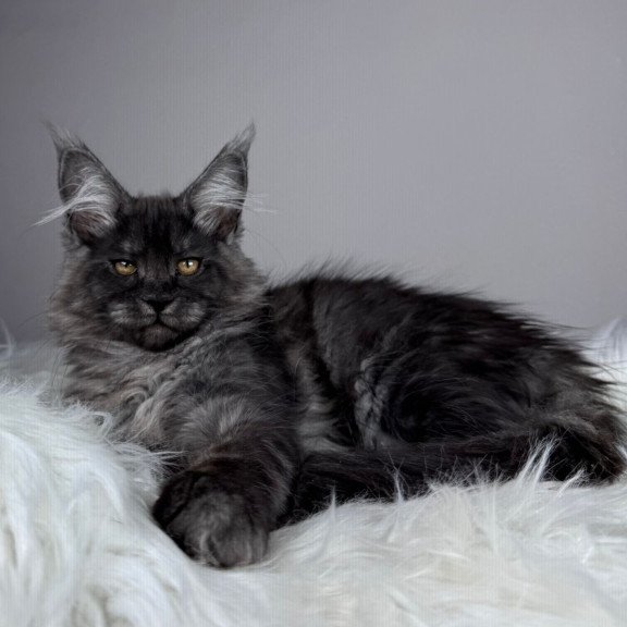 Maine Coon EZ Xunya