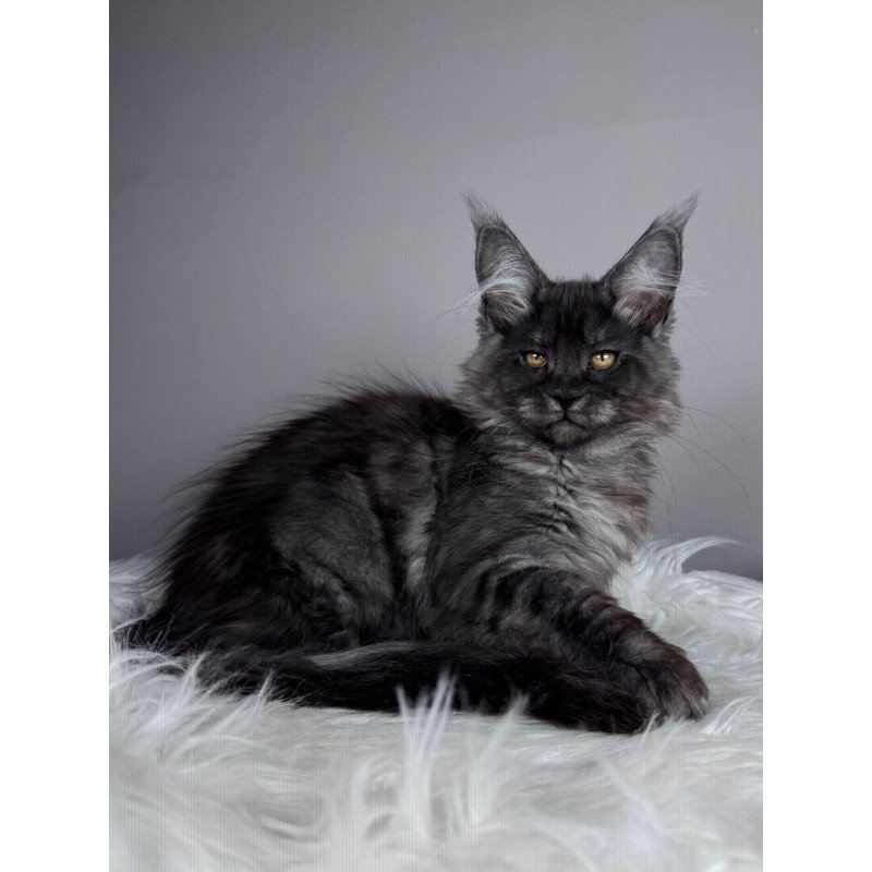 Maine Coon EZ Xunya