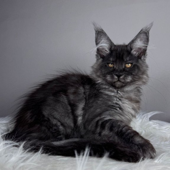 Maine Coon EZ Xunya