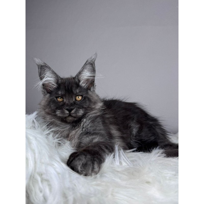 Maine Coon EZ Xunya