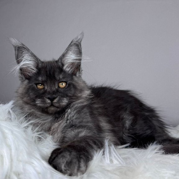 Maine Coon EZ Xunya