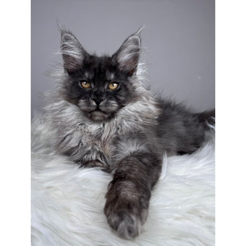 Maine Coon EZ Xemfilda