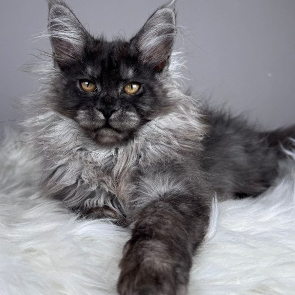 Maine Coon EZ Xemfilda