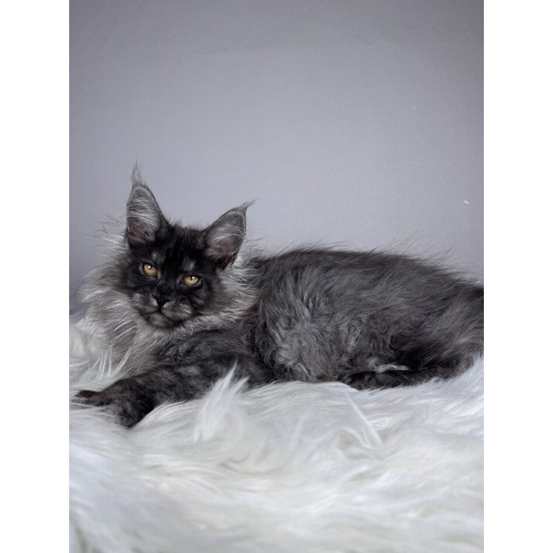 Maine Coon EZ Xemfilda