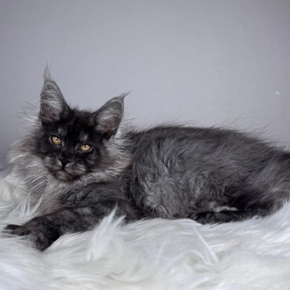 Maine Coon EZ Xemfilda