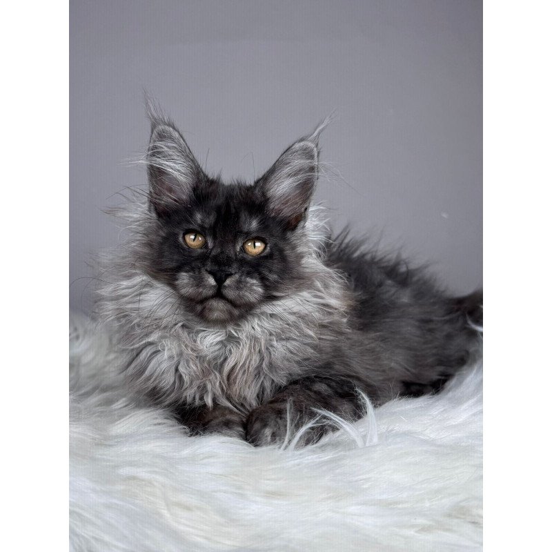 Maine Coon EZ Xemfilda