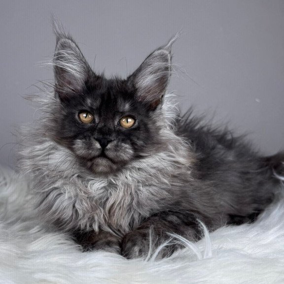 Maine Coon EZ Xemfilda