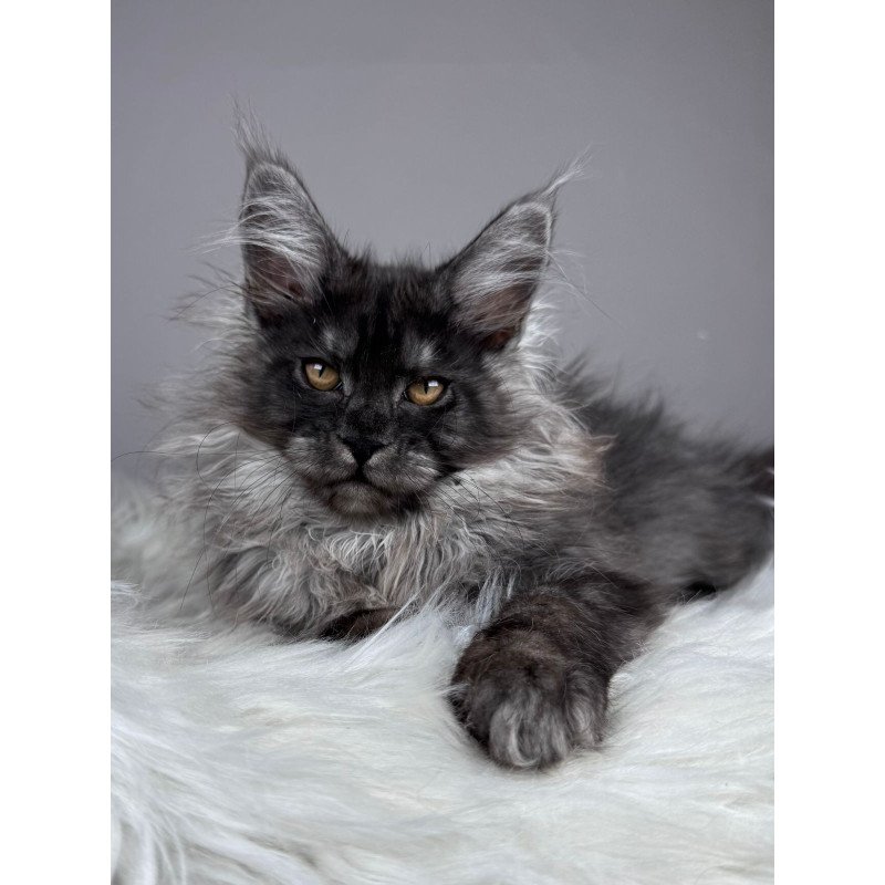 Maine Coon EZ Xemfilda