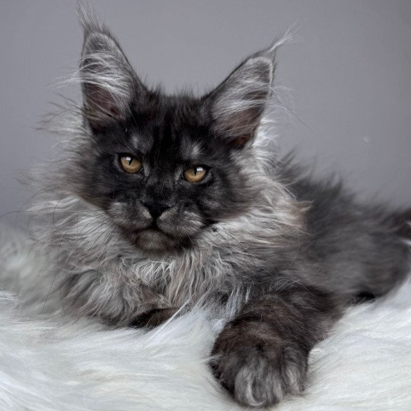 Maine Coon EZ Xemfilda