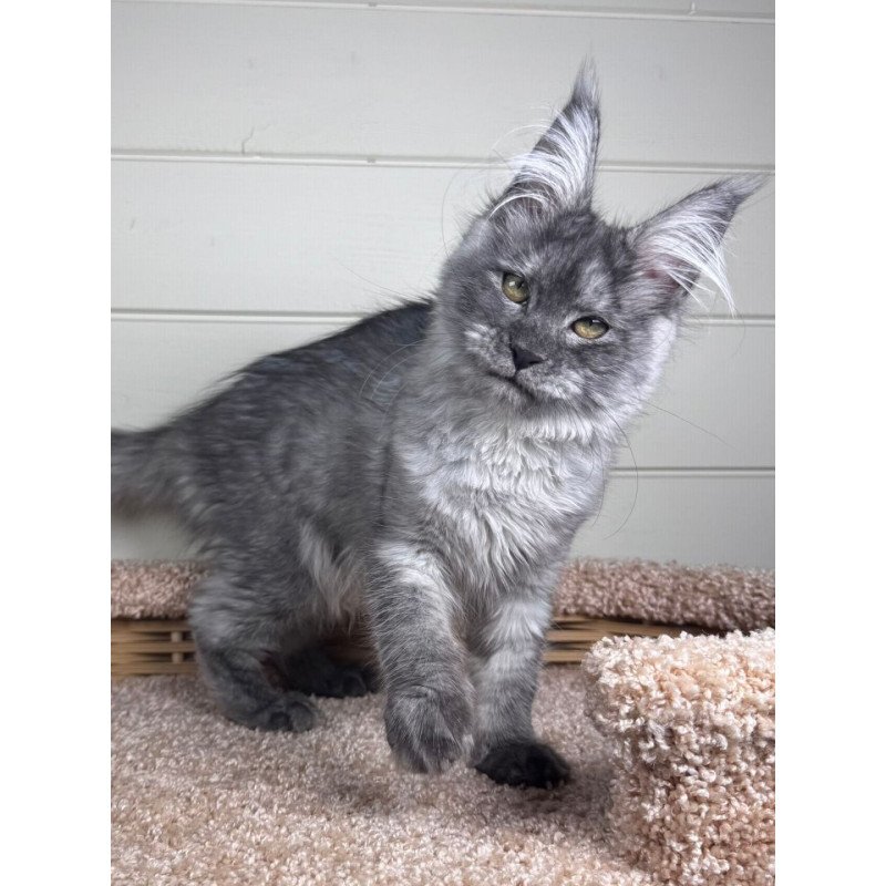 Maine Coon EZ Vanessa