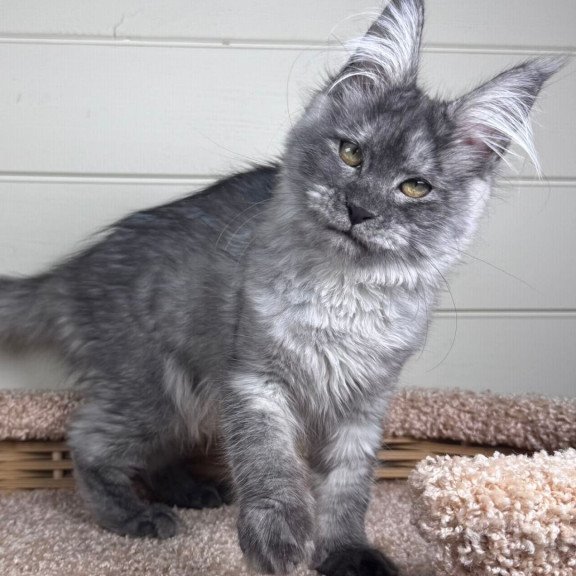 Maine Coon EZ Vanessa
