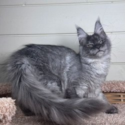 Maine Coon EZ Vanessa