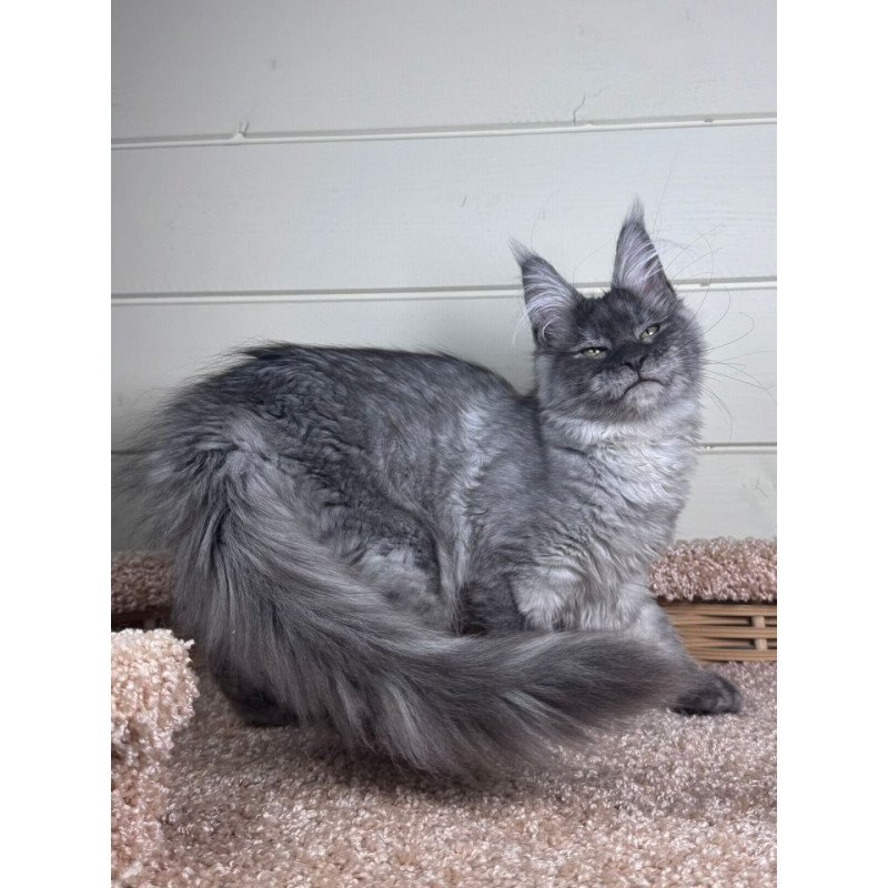 Maine Coon EZ Vanessa