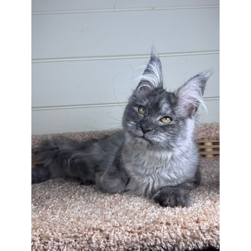 Maine Coon EZ Vanessa