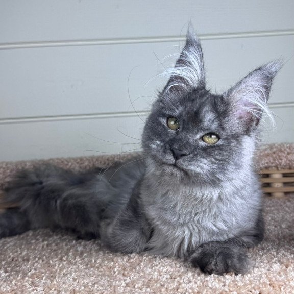 Maine Coon EZ Vanessa