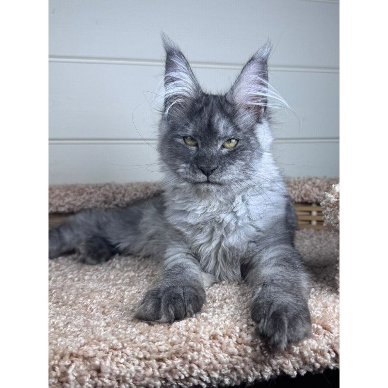 Maine Coon EZ Vanessa