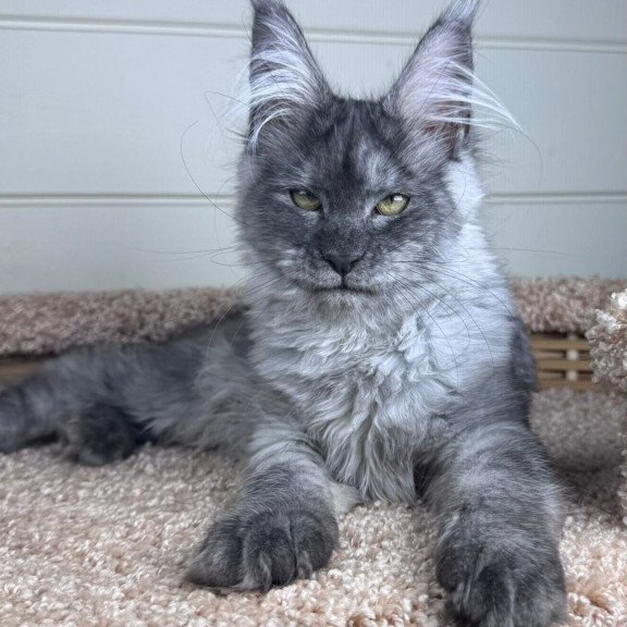 Maine Coon EZ Vanessa