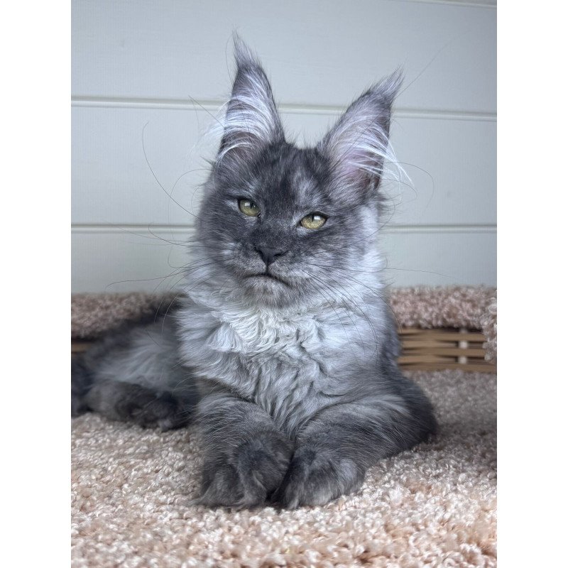 Maine Coon EZ Vanessa