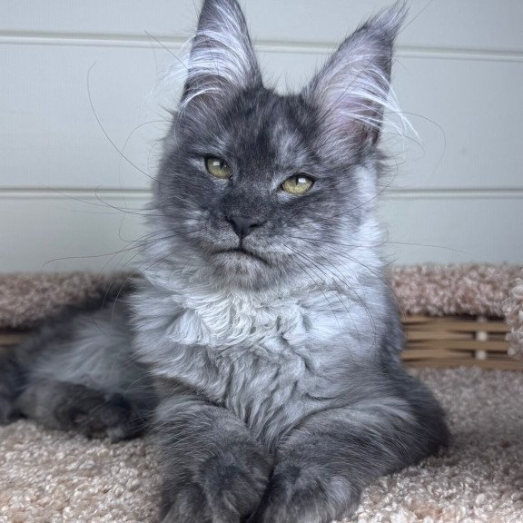 Maine Coon EZ Vanessa