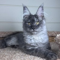 Maine Coon EZ Vanessa