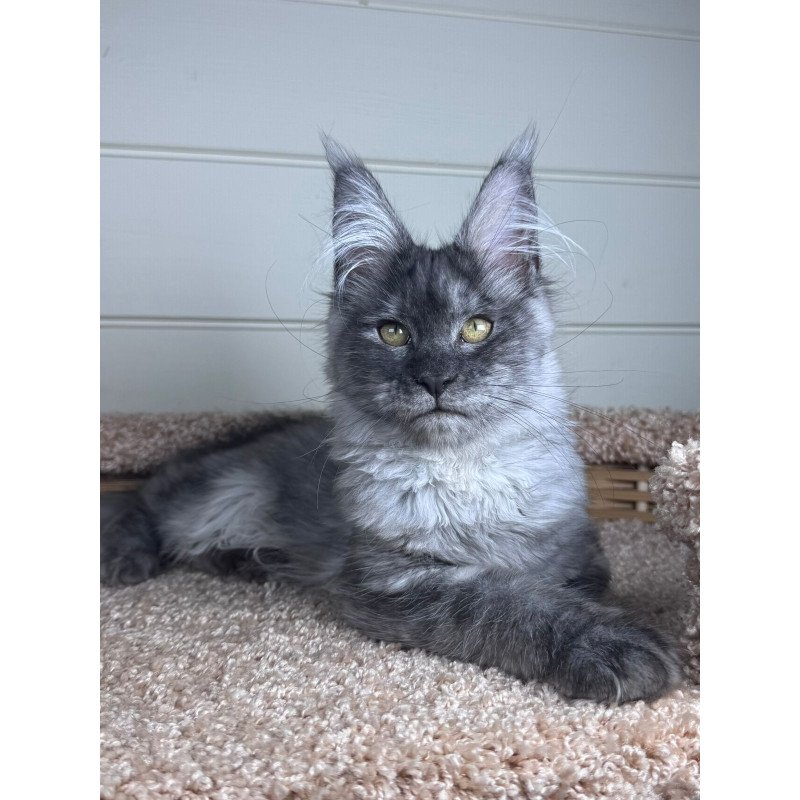Maine Coon EZ Vanessa