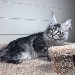 Maine Coon EZ Olli