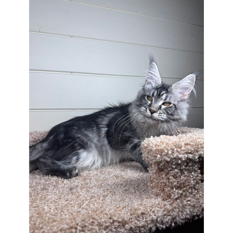 Maine Coon EZ Olli