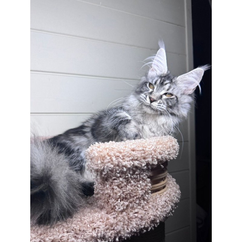 Maine Coon EZ Olli
