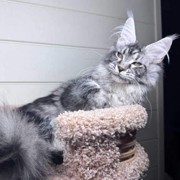 Maine Coon EZ Olli