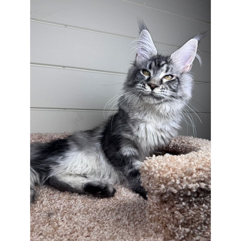 Maine Coon EZ Olli