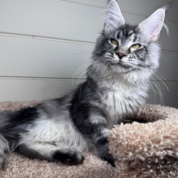 Maine Coon EZ Olli