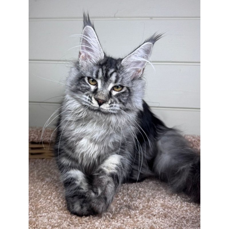 Maine Coon EZ Olli