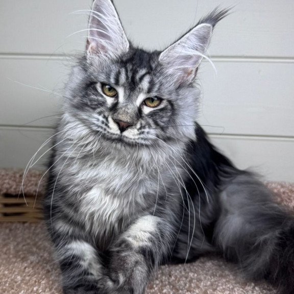 Maine Coon EZ Olli
